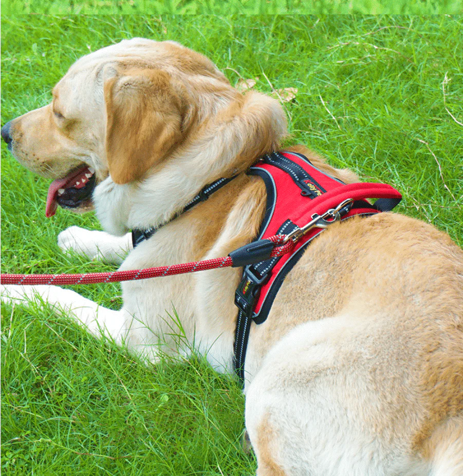 Blød Luksus Hundesele m/refleks - robust & vandfast - rød, sort eller blå - Image 2