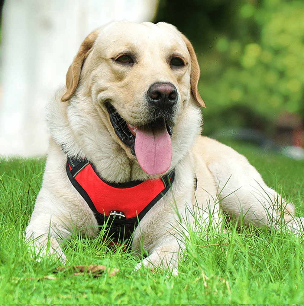 Blød Luksus Hundesele m/refleks - robust & vandfast - rød, sort eller blå - Image 3